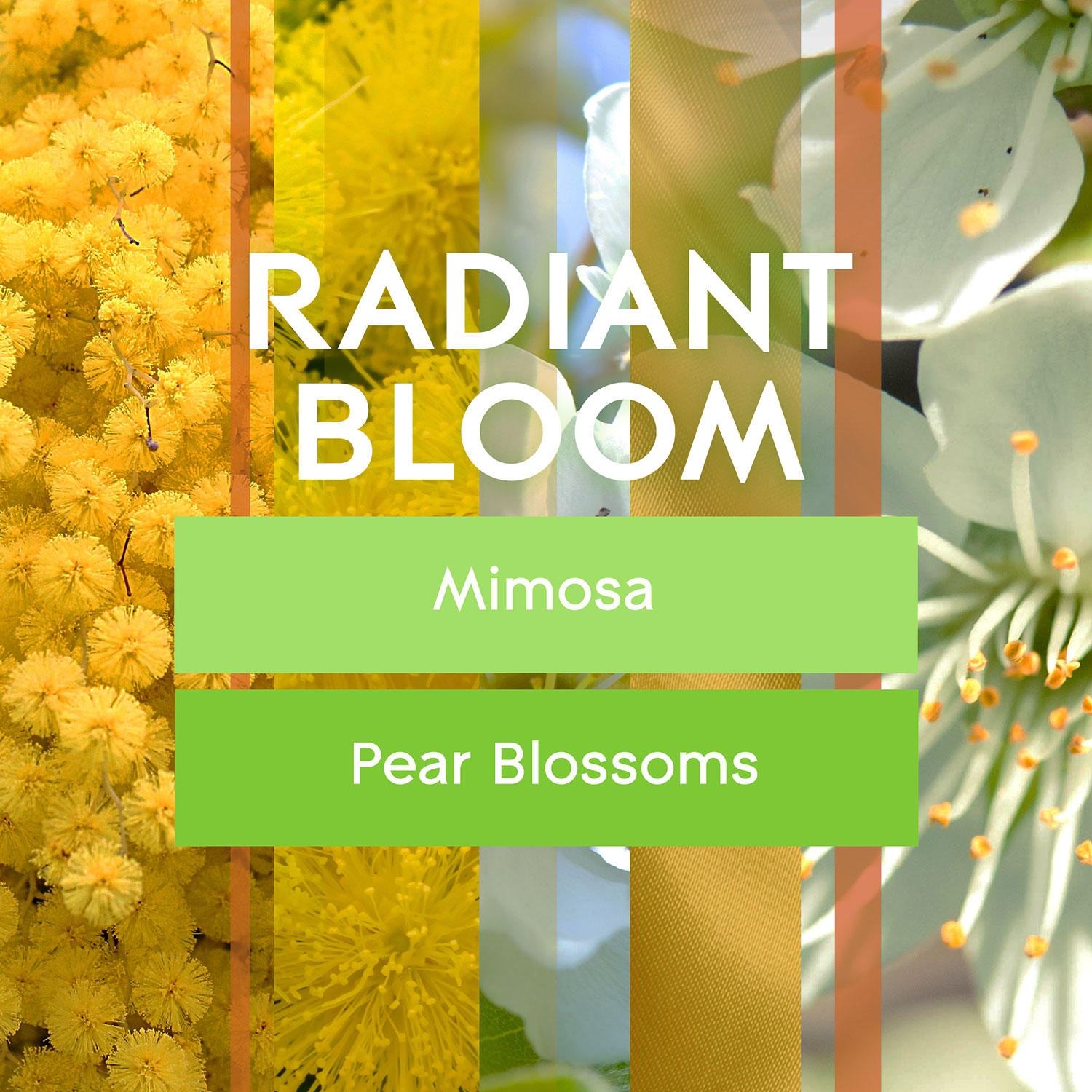 Glade Automatic Spray Air Freshener, Radiant Bloom, 1 Device + 3 Refills, 18.6 oz. - Image 6